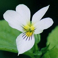Bilaterally Symmetrical White Flowers