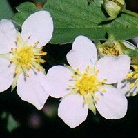 Common Strawberry