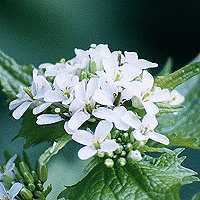White Rounded Clusters Flowers