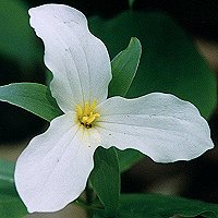 Large-flowered Trillium