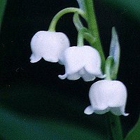 White Flowers
