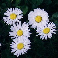 Radially Symmetrical White Flowers