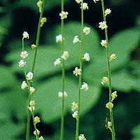 Two-leaved Mitrewort