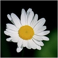 Oxeye Daisy