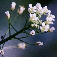 Shepherd's Purse
