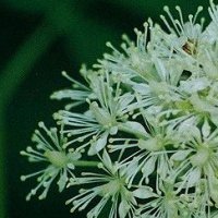 White Baneberry