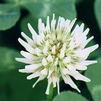 White Clover