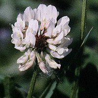 White Clover