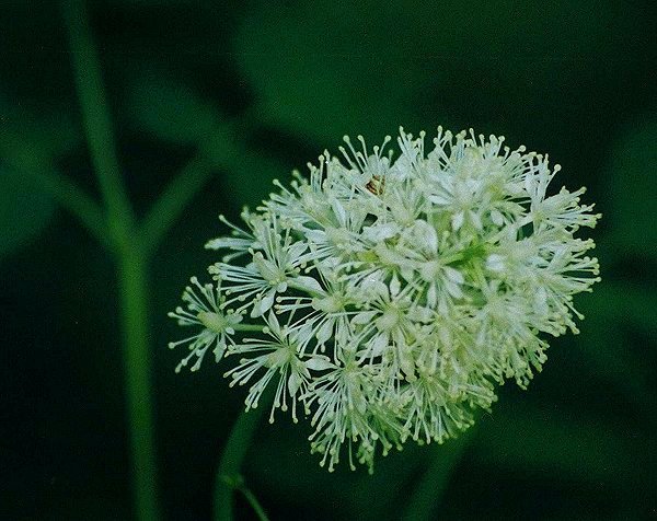 White Baneberry