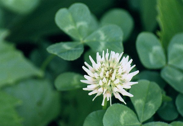 White Clover