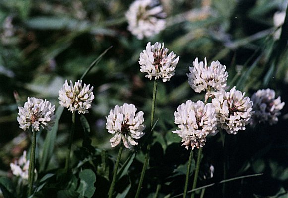 White Clover
