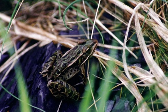 Northern Leopard Frog in Riviere du Sud [Henryville]