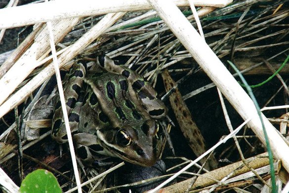 Northern Leopard Frog in Riviere du Sud [Henryville]