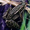 Northern Leopard Frog