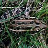 Northern Leopard Frog