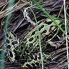 Northern Leopard Frog