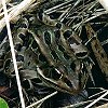 Northern Leopard Frog