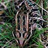 Northern Leopard Frog