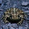 American Toad