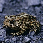 Toads