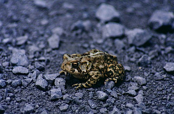 American Toad in Saint-Blaise