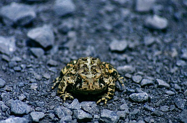 American Toad in Saint-Blaise