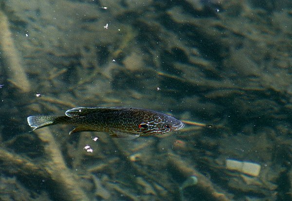Pumpkinseed in Mont Saint-Bruno