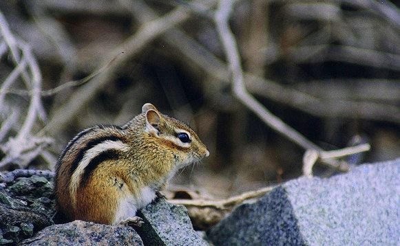 Chipmunk in Mount Royal cemetary, April 22nd 2001