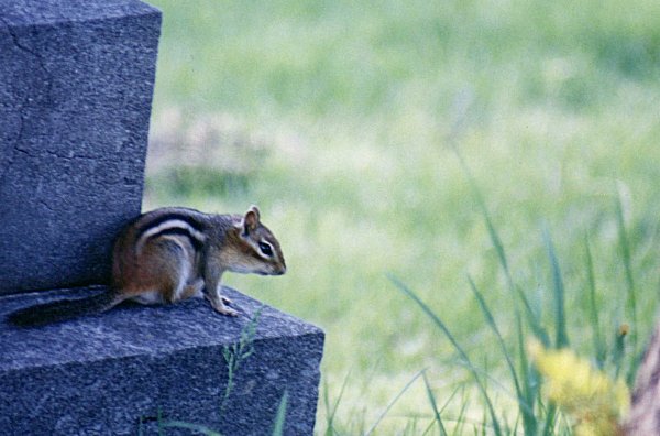 Chipmunk in Mount Royal cemetary