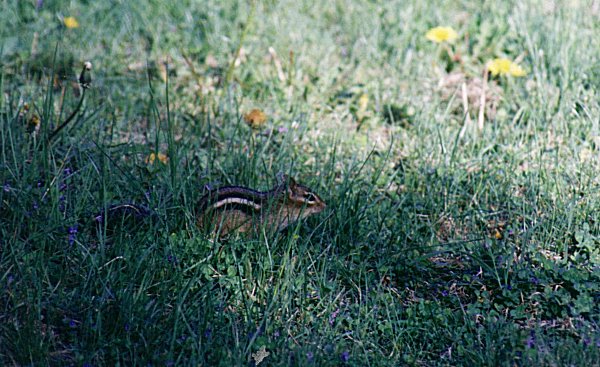 Chipmunk in Mount Royal cemetary