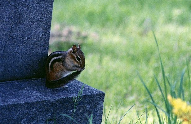 Chipmunk in Mount Royal cemetary