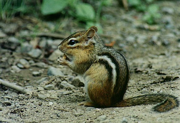 Chipmunk in Mont Saint-Hilaire, August 12th 2001