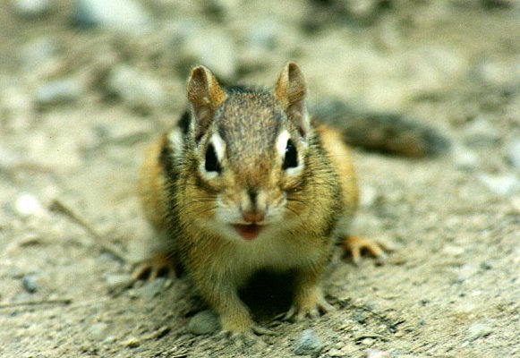 Chipmunk in Mont Saint-Hilaire, August 12th 2001