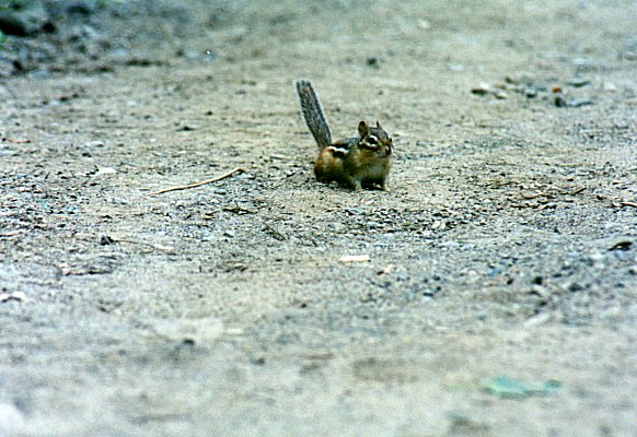Chipmunk in Mont Saint-Hilaire, August 12th 2001