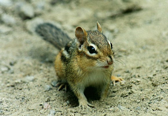 Chipmunk in Mont Saint-Hilaire, August 12th 2001
