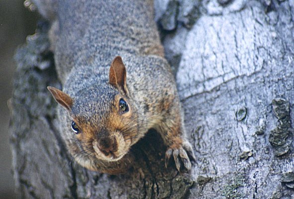 Eastern Gray Squirrel in Mont Royal cemetery, August 25th 2001