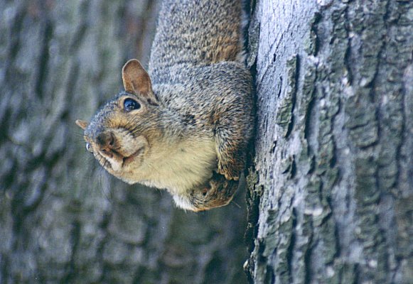 Eastern Gray Squirrel in Mont Royal cemetery, August 25th 2001