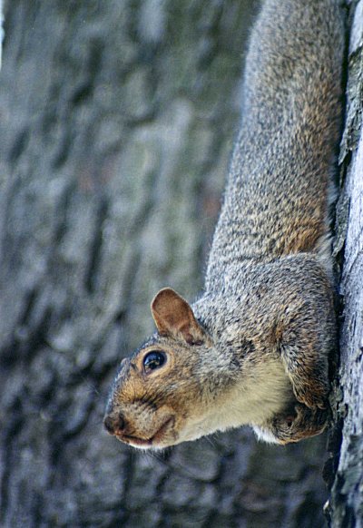 Eastern Gray Squirrel in Mont Royal cemetery, August 25th 2001