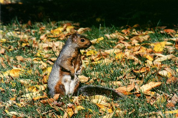 Eastern Gray Squirrel in Montreal