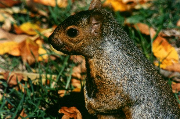 Eastern Gray Squirrel in Montreal