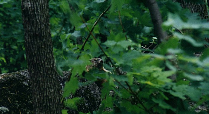 Woodchuck in Mont Saint-Gregoire