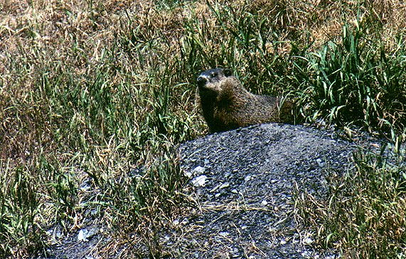 Woodchuck in Saint-Jean-sur-Richelieu, August 11th 2001