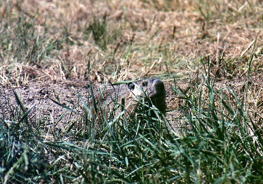 Woodchuck in Saint-Jean-sur-Richelieu, August 11th 2001