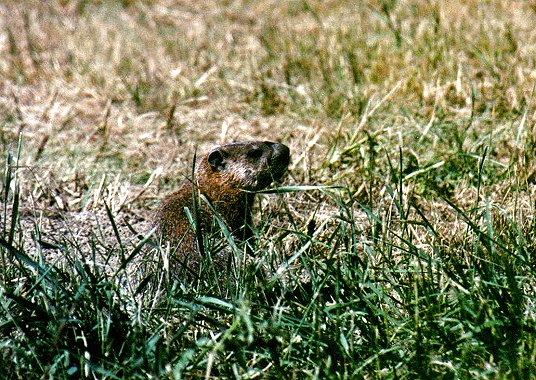 Woodchuck in Saint-Jean-sur-Richelieu, August 11th 2001