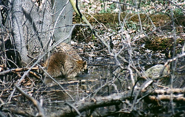 Raccoon in Nun's Island