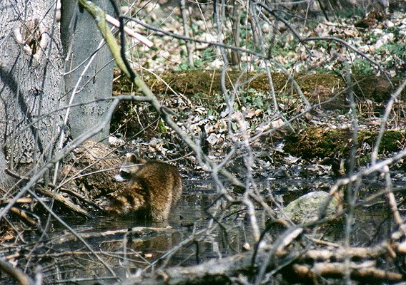 Raccoon in Nun's Island