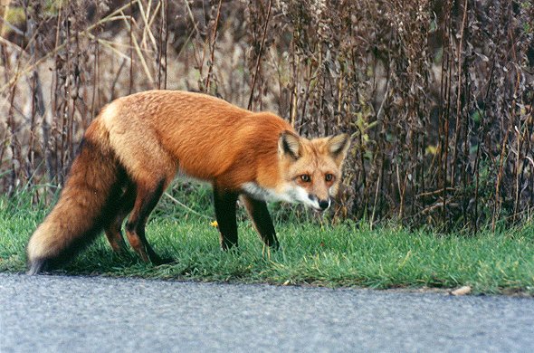 Red Fox in Ile Charron, Boucherville, Nov. 3rd 2001