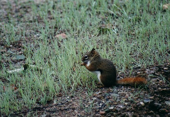 Red Squirrel in Mont Tremblant park, June 25th 2001
