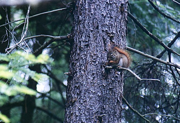 Red Squirrel in Mont Tremblant park, June 25th 2001
