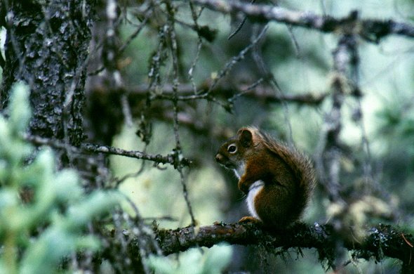 Red Squirrel in Mont Tremblant park, June 25th 2001